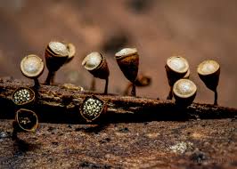 Attēlu rezultāti vaicājumam “Craterium leucocephalum stalked”