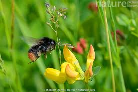 Attēlu rezultāti vaicājumam “Bombus lapidarius”