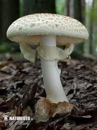 Attēlu rezultāti vaicājumam “Amanita citrina”