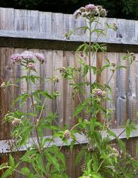 Attēlu rezultāti vaicājumam “Eupatorium cannabinum bud”