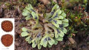 Attēlu rezultāti vaicājumam “Riccia bifurca”