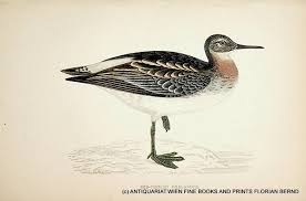 Attēlu rezultāti vaicājumam “Phalaropus lobatus”