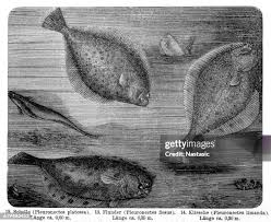 Image result for Platichthys flesus