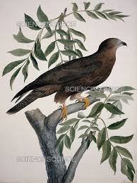 Attēlu rezultāti vaicājumam “Pernis apivorus”