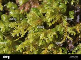 Attēlu rezultāti vaicājumam “Anomodon attenuatus”