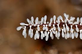 Attēlu rezultāti vaicājumam “Diachea leucopodia”