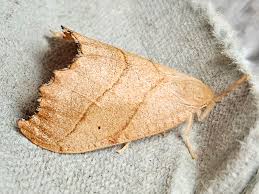 Attēlu rezultāti vaicājumam “Falcaria lacertinaria”