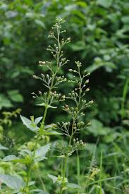 Attēlu rezultāti vaicājumam “Scrophularia nodosa”