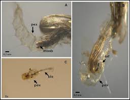 Attēlu rezultāti vaicājumam “exuvia”