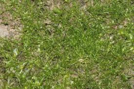 Attēlu rezultāti vaicājumam “Dicranella staphylina”