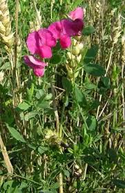 Attēlu rezultāti vaicājumam “Lathyrus tuberosus bud”