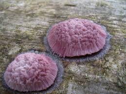 Attēlu rezultāti vaicājumam “Symphytocarpus flaccidus spores”