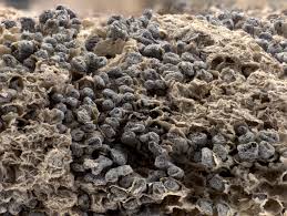 Attēlu rezultāti vaicājumam “Diderma crustaceum macro”