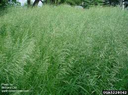Attēlu rezultāti vaicājumam “Bromopsis inermis fruit”