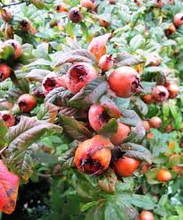 Attēlu rezultāti vaicājumam “Mespilus germanica fruit”