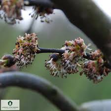 Attēlu rezultāti vaicājumam “Ulmus glabra flower”