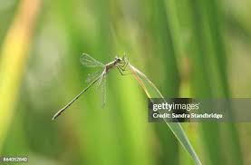 Attēlu rezultāti vaicājumam “Chalcolestes viridis”