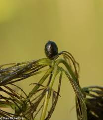 Attēlu rezultāti vaicājumam “Ceratophyllum submersum leaf”