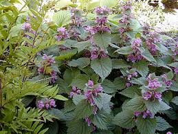 Attēlu rezultāti vaicājumam “Lamium”