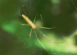 Attēlu rezultāti vaicājumam “Tetragnathidae”