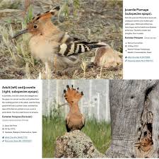 Attēlu rezultāti vaicājumam “Upupa epops adult”