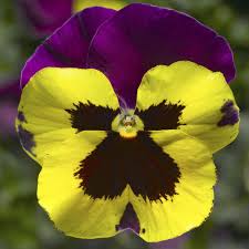 Image result for Viola wittrockiana