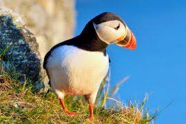 Attēlu rezultāti vaicājumam “Asaphidion pallipes”