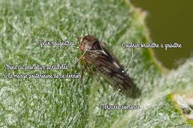 Attēlu rezultāti vaicājumam “Oncopsis sp.”