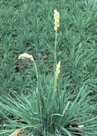 Attēlu rezultāti vaicājumam “Koeleria glauca flower”