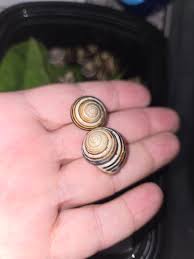 Attēlu rezultāti vaicājumam “Cepaea nemoralis”