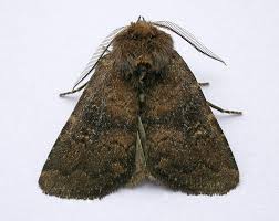 Attēlu rezultāti vaicājumam “Rusina ferruginea”