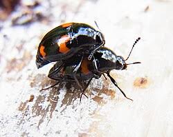 Attēlu rezultāti vaicājumam “Scaphidium quadrimaculatum”