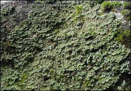Attēlu rezultāti vaicājumam “Physconia enteroxantha”