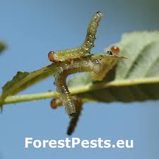 Attēlu rezultāti vaicājumam “Schizotus pectinicornis larva”