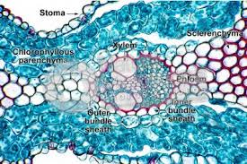 Attēlu rezultāti vaicājumam “Lignydium muscorum macro”