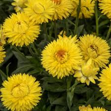 Image result for Helichrysum subulifolium