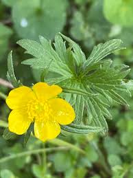 Attēlu rezultāti vaicājumam “Ranunculus acris”