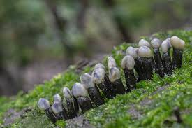 Attēlu rezultāti vaicājumam “Holwaya mucida”