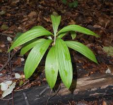 Attēlu rezultāti vaicājumam “Lilium martagon leaf”