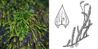 Attēlu rezultāti vaicājumam “Brachythecium rivulare”