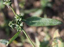 Attēlu rezultāti vaicājumam “Atriplex patula leaf”
