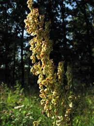 Attēlu rezultāti vaicājumam “Rumex thyrsiflorus”