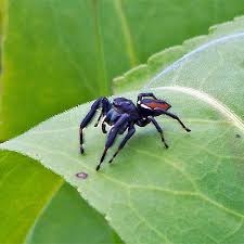 Attēlu rezultāti vaicājumam “Salticidae”