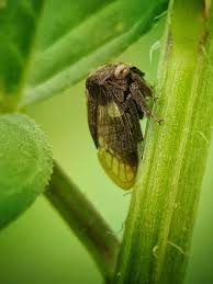 Attēlu rezultāti vaicājumam “Centrotus cornutus”