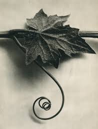 Attēlu rezultāti vaicājumam “Bryonia alba leaf”