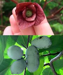 Attēlu rezultāti vaicājumam “Phleum phleoides fruit”