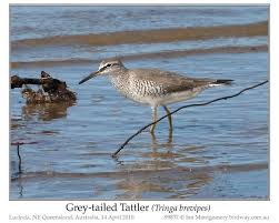 Image result for Tringa brevipes