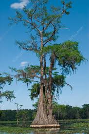 Attēlu rezultāti vaicājumam “Taxodium distichum”