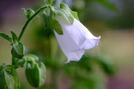 Image result for Campanula affinis