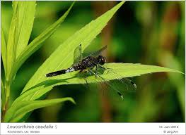 Attēlu rezultāti vaicājumam “Leucorrhinia caudalis”